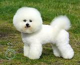 Bichon Frise 9A063D-05